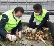 [포토] 양파 수확작업 봉사하는 이성희 농협회장