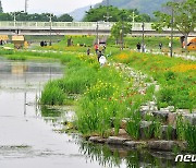 장성 황룡강 노란꽃창포 단지, 경관·수질개선 일석이조