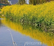 울산 태화강 야생갓 군락지, 첫 생태관광자원화