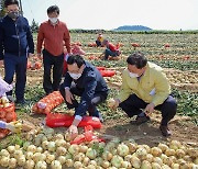 제주도, 올 조생양파 가격 예년보다 상승