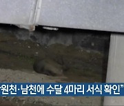 "창원천·남천에 수달 4마리 서식 확인"