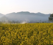 [포토친구] 지석강 유채밭 아침 풍경