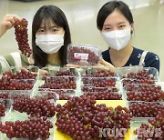 농협유통, 씨 없는 포도 델라웨어 선보여