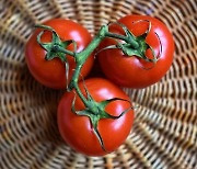 '라이코펜' 풍부한 토마토..유방암·전립선암 예방에 효과적