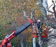 [양구소식] 가로수 정비 후 나뭇가지 10t 농가에 땔감으로 지원