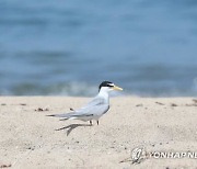 포항시 "멸종위기 관심대상 쇠제비갈매기 보호 동참" 호소