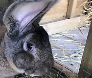세계 가장 긴 토끼 다리우스 유괴 실종..155만원 현상금