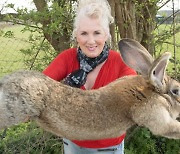 몸길이만 129cm..세계에서 가장 큰 토끼 납치됐다