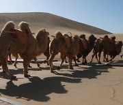 중국 둔황에 세계 최초의 낙타 신호등 설치