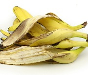 바나나 껍질, 그냥 버리지 말자..비만 예방 돕는 성분 함유