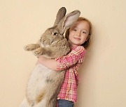 세계에서 가장 긴 토끼, 밤사이 도난당해