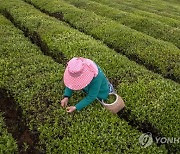 CHINA AGRICULTURE TEA