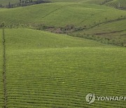 epaselect CHINA AGRICULTURE TEA