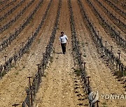 FRANCE VINEYARD DEVASTED BY FROST