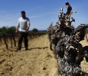 FRANCE VINEYARD DEVASTED BY FROST