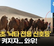 [영상] 中, 세계최초 '낙타 전용 신호등'..파란불 켜지자 진풍경(?)이