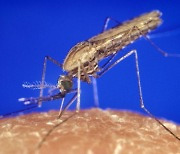 유전자 교정 기술로 모기 말라리아 전파 능력 없앴다