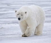 고지방 식습관 고집하는 북극곰..기후변화가 멸종 위험 높인다