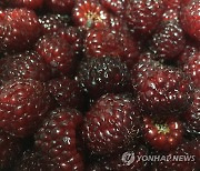 [김해소식] 전국 최대 산딸기 주산지 김해시 판촉 행사