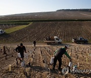 FRANCE AGRICULTURE WEATHER FROST