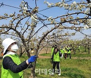 [포토] 농협, 1365 자원봉사자와 농촌일손돕기