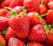 딸기가 혈관을 지킨다 (연구)