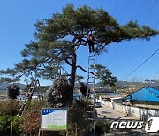 고창군, 마을지키는 보호수·노거수 생육환경 개선 추진