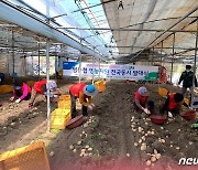 구례지역 농축협 임직원들 수확철 맞은 감자캐기 지원