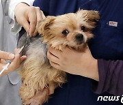 서울시 개·고양이 광견병 예방접종..본인 부담 5000원