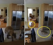 "어딜 들어와!" 가정집 침입한 곰 내쫓은 반려견들 (영상)