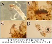 지역 정수장 5곳서 깔따구 유충 발견