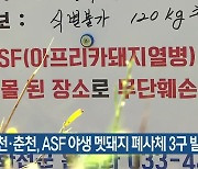 화천·춘천, ASF 야생 멧돼지 폐사체 3구 발견