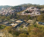 '조선의 봄 정취 즐기자'..한국민속촌 6월 20일까지 '꽃놀이 축제'