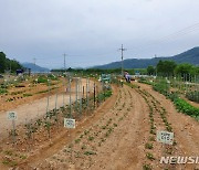 광주시, 공영도시농업농장 도담텃밭 개장