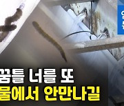 [영상] 돌아온 깔따구..유충 발견된 정수장 5곳은 어디