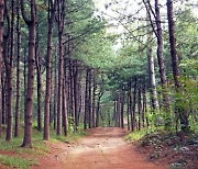 서울대공원, 코로나 이기는 '4종 산림치유 프로그램' 운영 개시