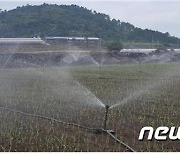 제주, '월 767만톤' 펑펑..농업용 지하수 요금 올린다