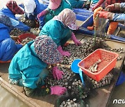 수산과학원, 서해안 축제식 양식장에 돌비늘백합 양식기술 보급