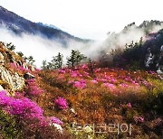 핑크빛 향연 펼치는 힐링 명소 '강진 주작산 철쭉숲'