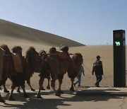 낙타 파란불이면 사람은 멈추고.. 中고비사막에 등장한 세계 최초 '낙타 신호등'