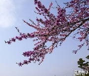 [포토친구] 배꽃 밭의 핑크색 복사꽃