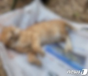 "몇년째 죽어나간 고양이들"..해운대 아파트서 무슨일이[이슈픽]