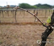 FRANCE AGRICULTURE WEATHER VINEYARDS