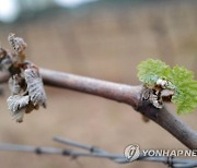 FRANCE AGRICULTURE WEATHER VINEYARDS