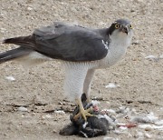 서울 중랑천에서 '멸종위기 참매'의 비둘기 사냥 포착.. 모래톱 중요성 확인