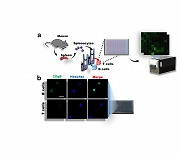 살아있는 B세포만 찾아내는 '형광분자' 개발..질병 조기예측 도구 기대