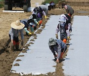 곡우 앞두고 못자리 만들기 분주한 손길