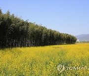 구례 섬진강변 대나무 숲길 따라 핀 봄꽃