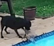 주인이 없는 사이 수영장에 '풍덩' 빠진 친구 구해낸 강아지