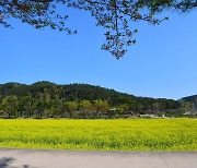 [포토친구] 회룡포의 봄 풍경